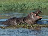 Africa 039 : Africa, Animal, Botswana, Hippopotamus, Mammal, Mombo, Okavango